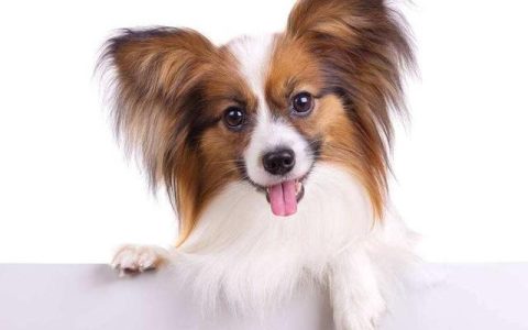 蝴蝶犬为什么禁养？蝴蝶犬几大缺点详解