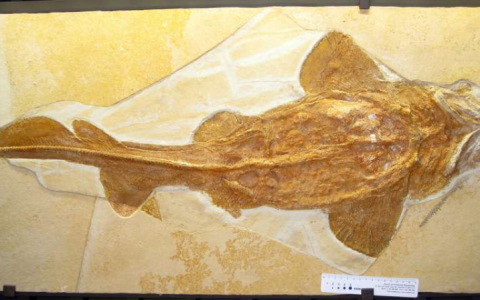 鲨鱼的祖先是什么鲨？新研究结果揭开鲨鱼始祖真面目