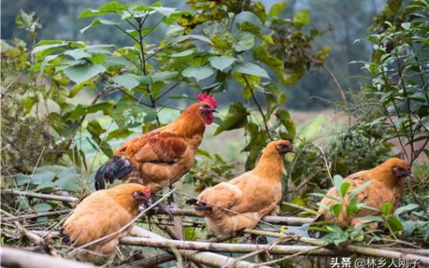 寻求合作养殖开发有哪些（推荐适合农村的4个养殖项目）