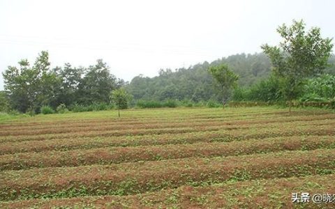 一年亩收入5万的药材（这5种可以做到）