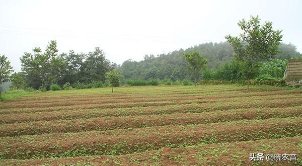 一年亩收入5万的药材（这5种可以做到）