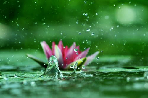 水仙子夜雨赏析（思乡之情的古诗十首）